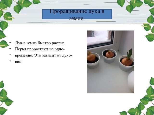 Презентация проекта. Лук здоровью друг.