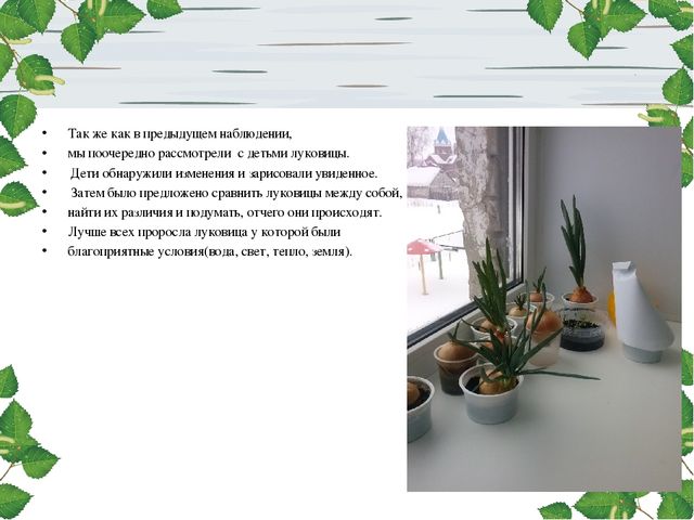 Презентация проекта. Лук здоровью друг.