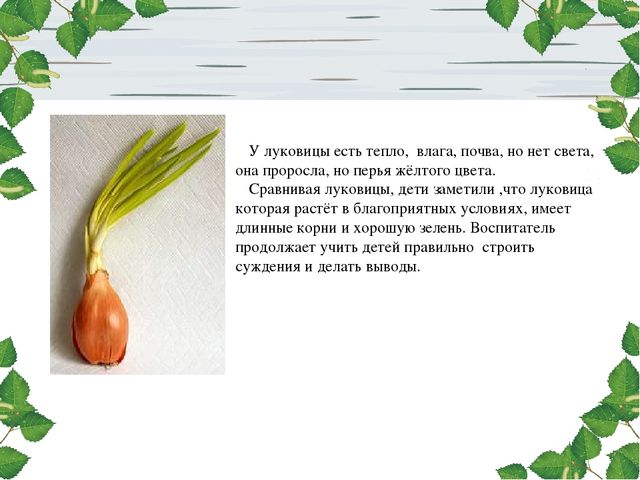 Презентация проекта. Лук здоровью друг.