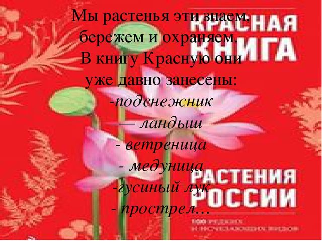 Презентация по окружающему миру "Загадки о весенних цветах"