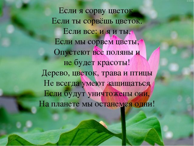 Презентация по окружающему миру "Загадки о весенних цветах"