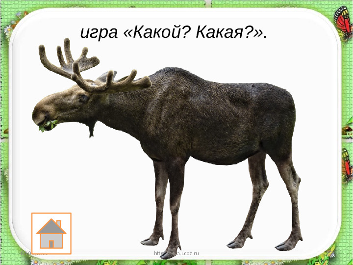 Занятие по развитию речи «Составление описательного рассказа животных с использованием схемы»