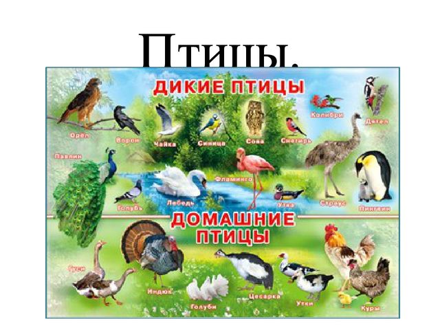 Презентация по познавательному развитию на тему "Птицы"