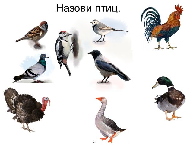 Презентация по познавательному развитию на тему "Птицы"