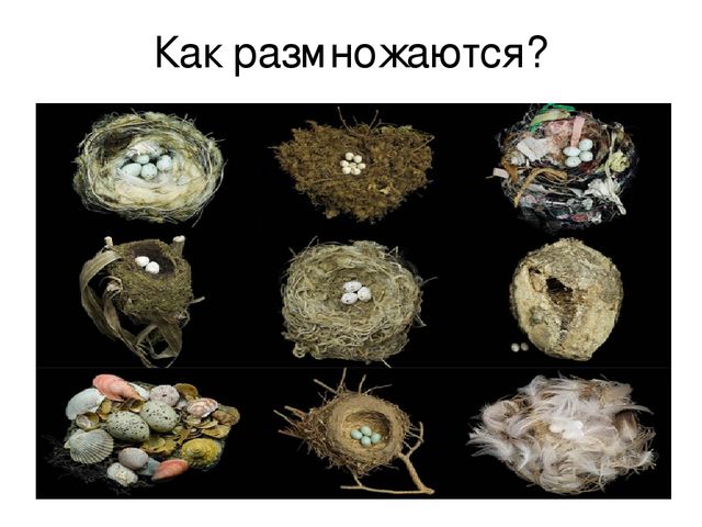 Презентация по познавательному развитию на тему "Птицы"