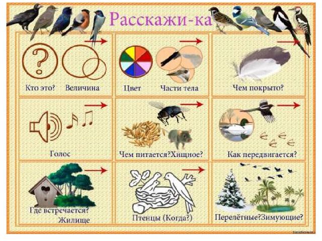 Презентация по познавательному развитию на тему "Птицы"
