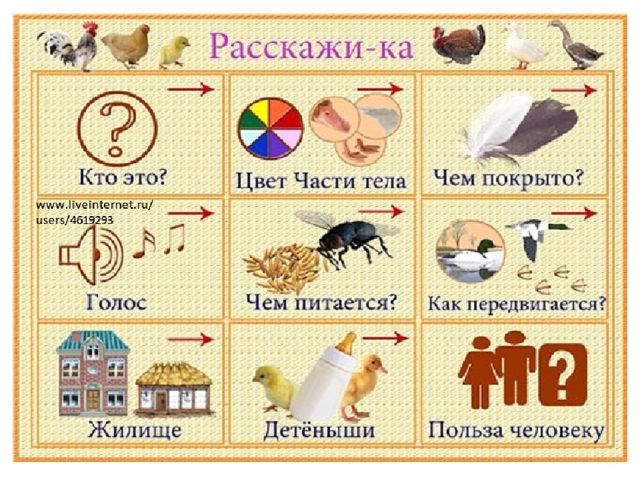 Презентация по познавательному развитию на тему "Птицы"