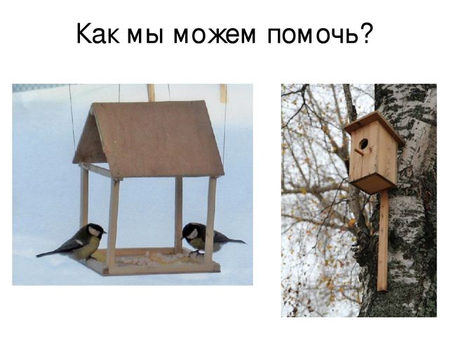 Презентация по познавательному развитию на тему "Птицы"
