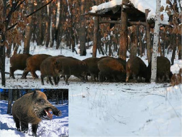 Презентация "Животный мир Курганской области"