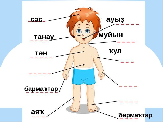 Презентация на тему "Части тела"