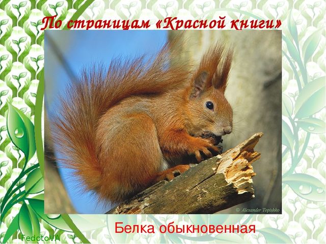 "Красная книга растений пензенской области"