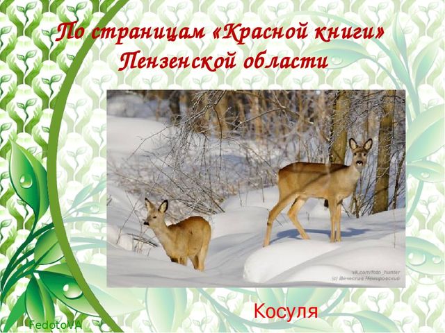 "Красная книга растений пензенской области"