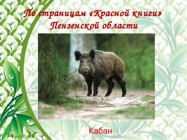 "Красная книга растений пензенской области"
