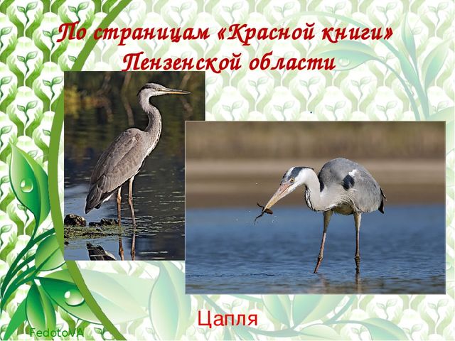 "Красная книга растений пензенской области"