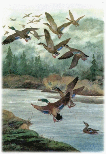 Picture 84