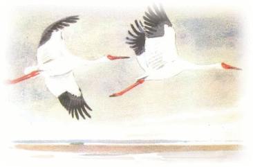 Picture 48