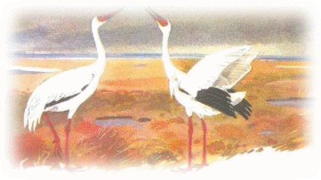 Picture 50
