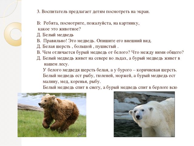 Описание фотографии камчатский бурый медведь 5 класс русский язык