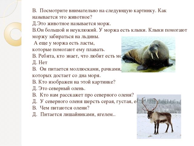 Презентация по экологии "Животные севера"