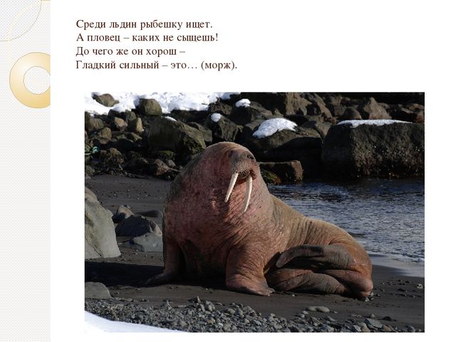 Презентация по экологии "Животные севера"