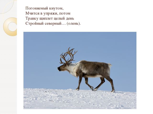 Презентация по экологии "Животные севера"