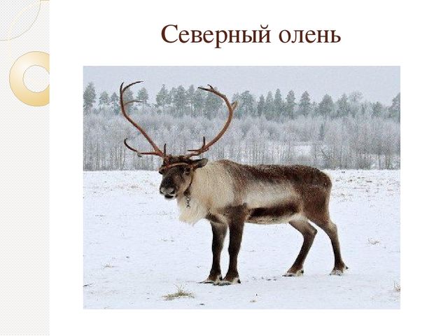 Презентация по экологии "Животные севера"
