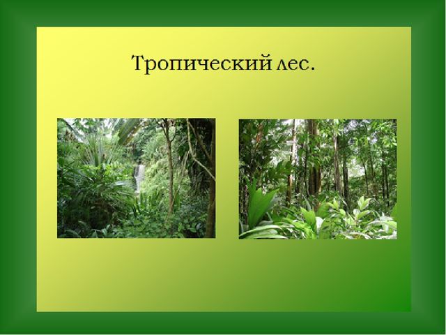 «Путешествие в страну Травляндию» Экологическое воспитание в старшей группе Раздел: «Уход за комнатными и культурными растениями»