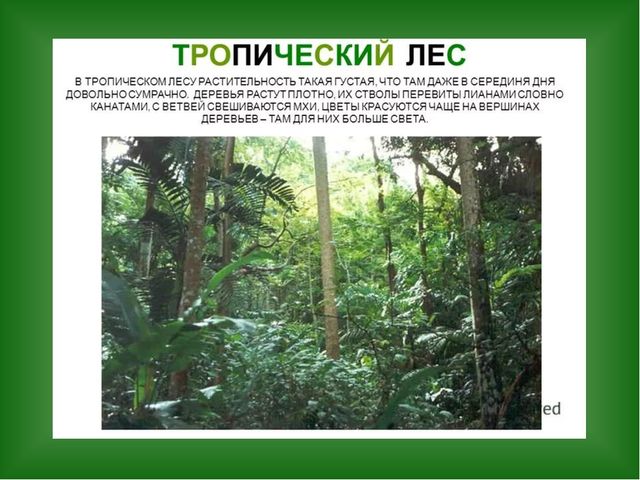 «Путешествие в страну Травляндию» Экологическое воспитание в старшей группе Раздел: «Уход за комнатными и культурными растениями»