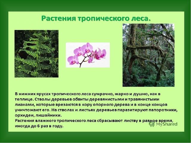 «Путешествие в страну Травляндию» Экологическое воспитание в старшей группе Раздел: «Уход за комнатными и культурными растениями»