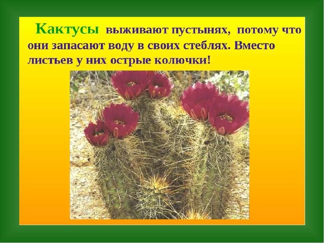 «Путешествие в страну Травляндию» Экологическое воспитание в старшей группе Раздел: «Уход за комнатными и культурными растениями»