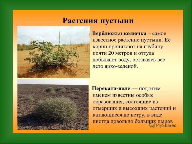 «Путешествие в страну Травляндию» Экологическое воспитание в старшей группе Раздел: «Уход за комнатными и культурными растениями»