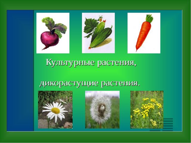 «Путешествие в страну Травляндию» Экологическое воспитание в старшей группе Раздел: «Уход за комнатными и культурными растениями»