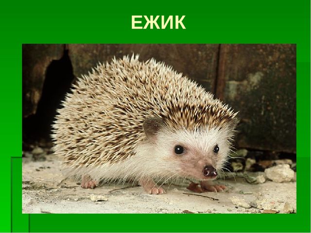 К сценарию проекта «Ежик» 2 младшая группа