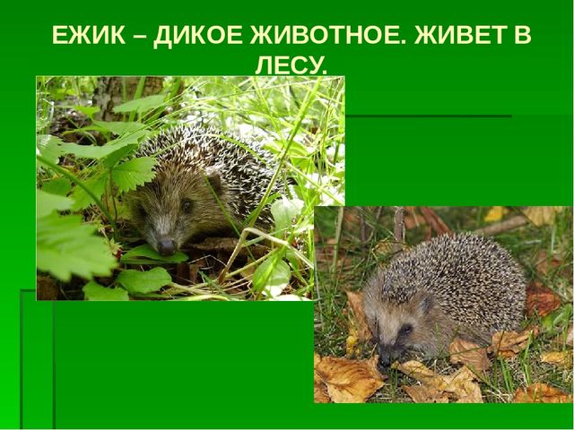 К сценарию проекта «Ежик» 2 младшая группа