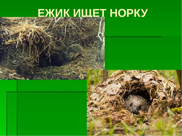 К сценарию проекта «Ежик» 2 младшая группа