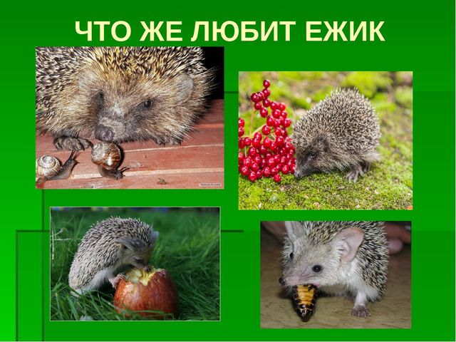 К сценарию проекта «Ежик» 2 младшая группа