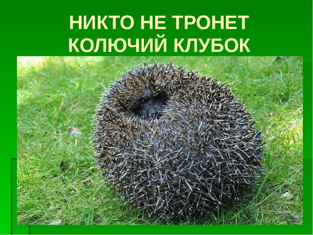 К сценарию проекта «Ежик» 2 младшая группа
