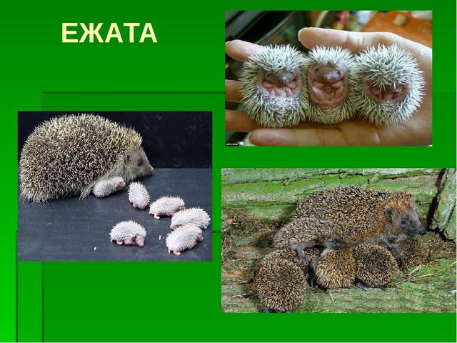 К сценарию проекта «Ежик» 2 младшая группа