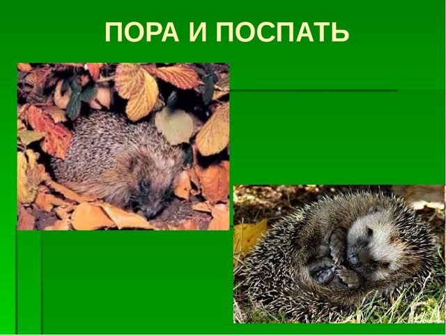 К сценарию проекта «Ежик» 2 младшая группа
