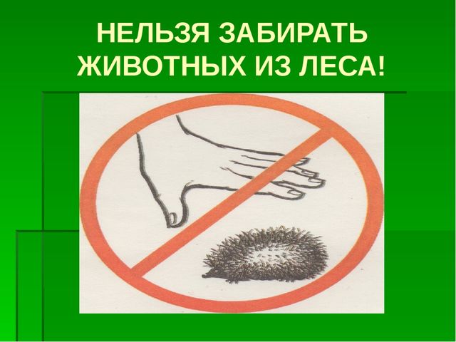 К сценарию проекта «Ежик» 2 младшая группа