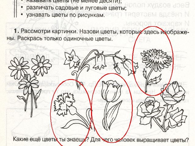 Презентация по окружающему миру "Растительный мир.Цветы"