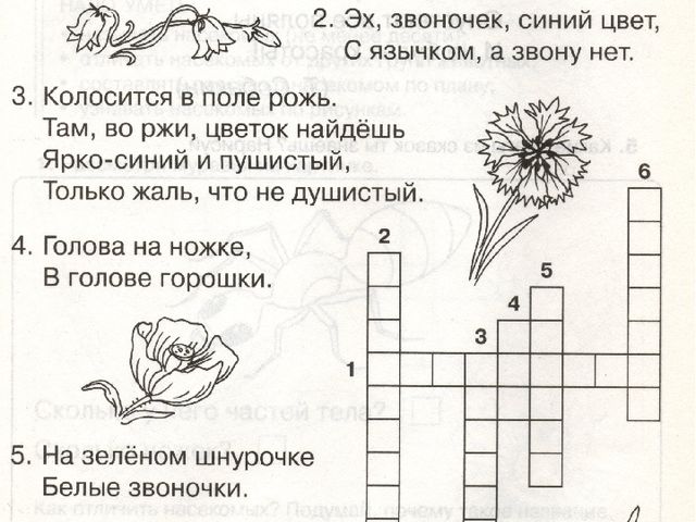 Презентация по окружающему миру "Растительный мир.Цветы"