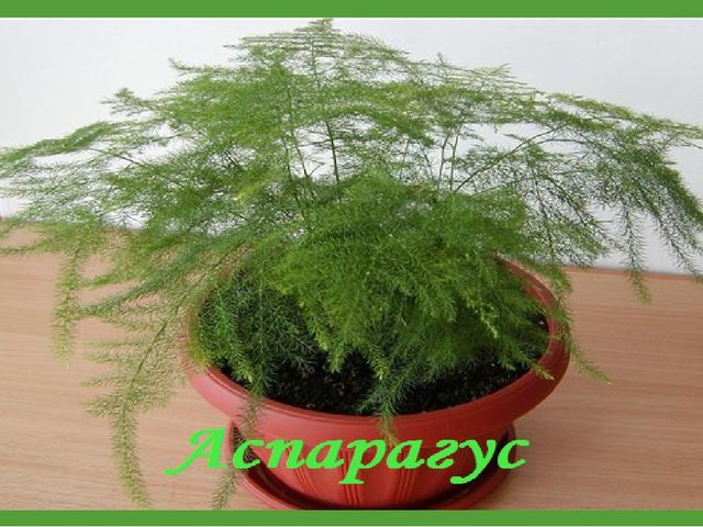 Комнатные растения (средняя группа)