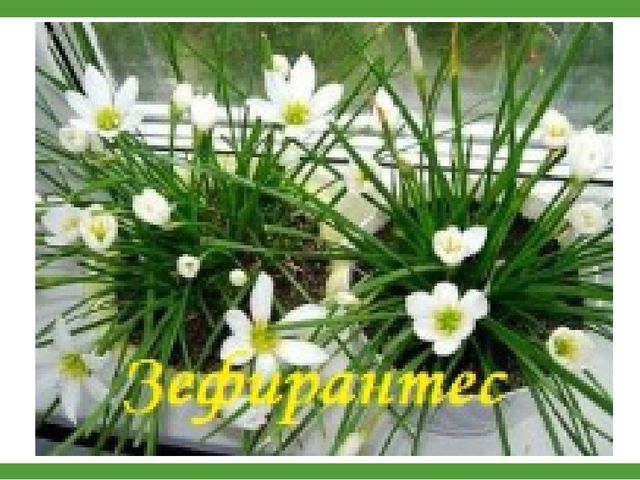Комнатные растения (средняя группа)