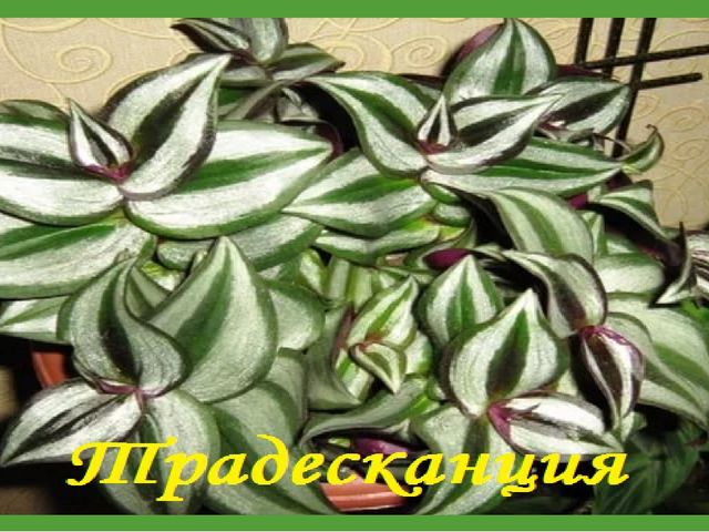 Комнатные растения (средняя группа)