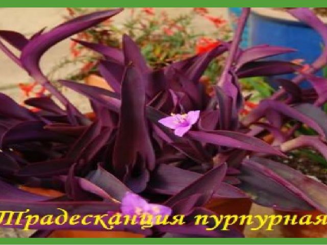 Комнатные растения (средняя группа)