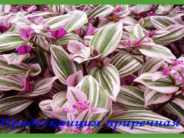 Комнатные растения (средняя группа)
