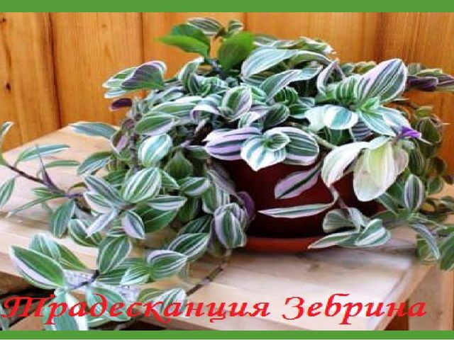Комнатные растения (средняя группа)