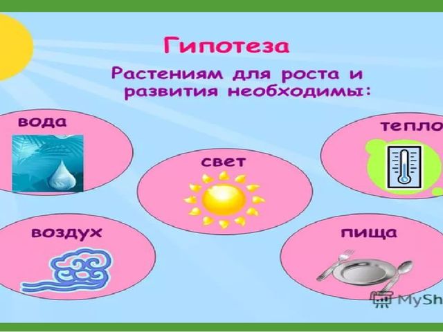 Комнатные растения (средняя группа)