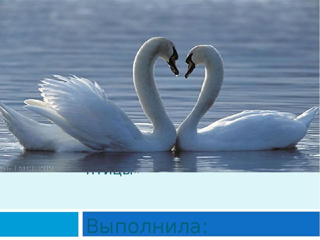 Презентация к проекту "Перелетные птицы" средняя подгруппа.